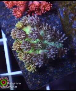 Rainbow goniopora