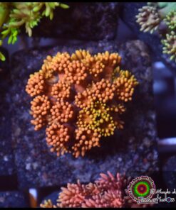 Toxic fire goniopora