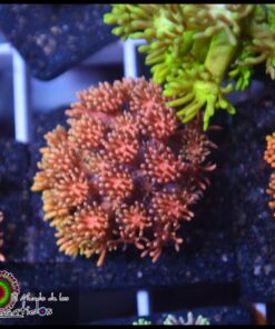 Rainbow pink goniopora