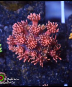 Pink goniopora