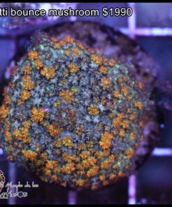 Confetti bounce mushroom