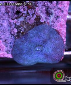 Blue discosoma