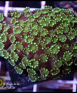 Green alveopora