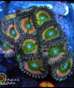 Orange rainbow palys