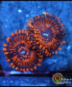 Balrog zoas