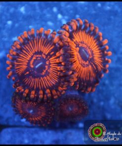 Balrog zoa