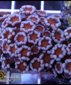 Cherry blossom alveopora