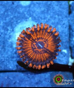 Balrog zoa