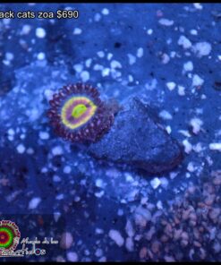 Black cats zoa