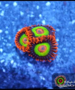 Morph emerald on fire