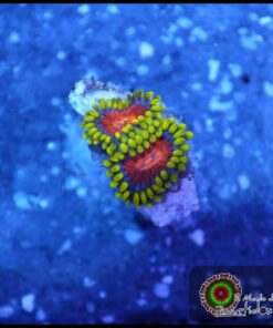 Spitfire zoas