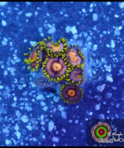 Zoas ultra