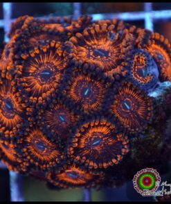 Balrog zoas