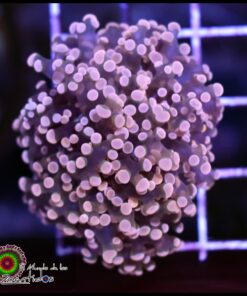 Frogspawn peach
