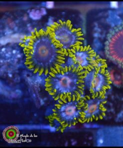 Mango zoas