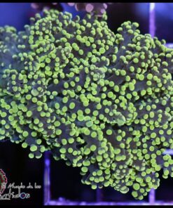 Frogspawn green light