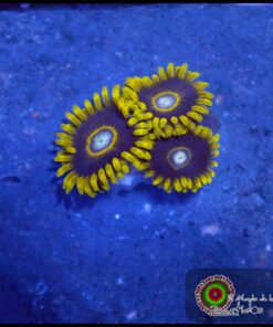 Black hole zoas