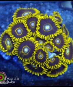 Black hole zoas