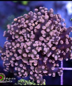 Frogspawn peach