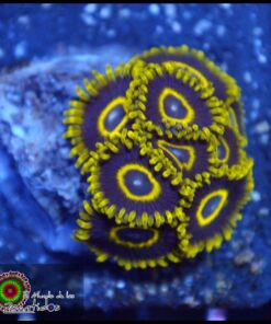 Black hornet zoas