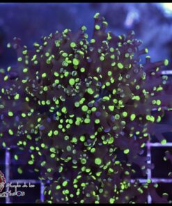 Frogspawn green marbled 2 cabezas unidas