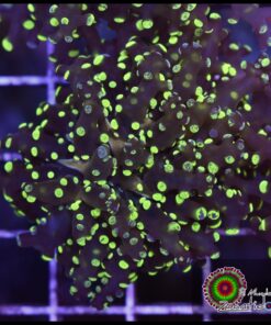 Frogspawn green marbled