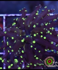 Frogspawn green marbled