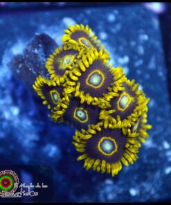 Black hole zoas