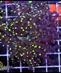 Grafted hybrid frogspawn