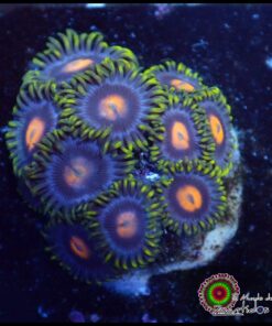 Blow pop zoas