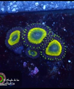 GLO Worm zoas