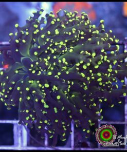 Frogspawn toxic green