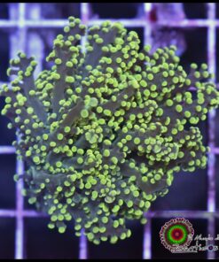 Frogspawn green light