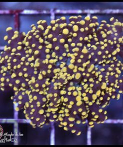 Frogspawn yellow metallic