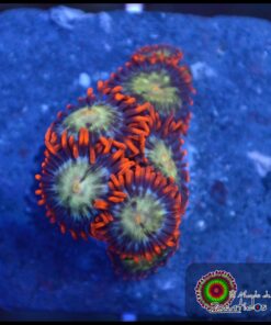 Space ball zoas