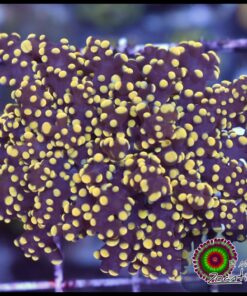 Frogspawn yellow metallic