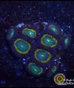 Zoas