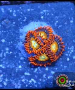 Shatterfield zoas