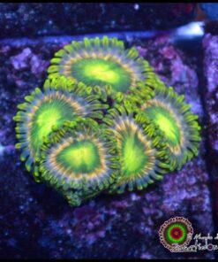 Zoas ultra