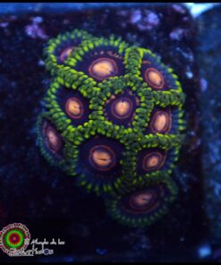Jawbraker zoas