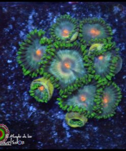Zoas