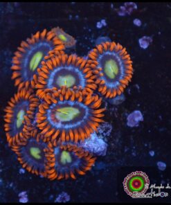 Zoas