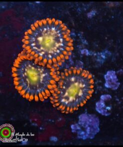 Blood elf zoas