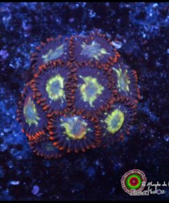 Fire ball zoas
