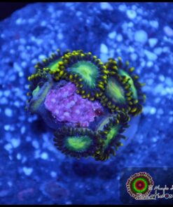 Zoas