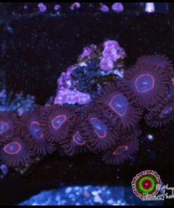 Red ring zoas