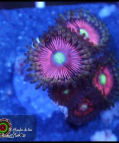Cat eye zoas