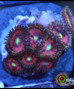 Cat eye zoas