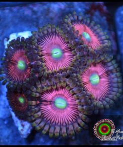 Cat eye zoas