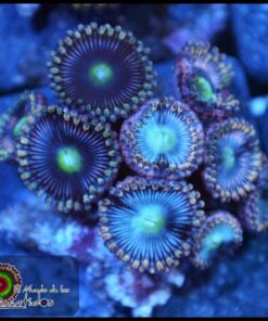 Blue berry zoas